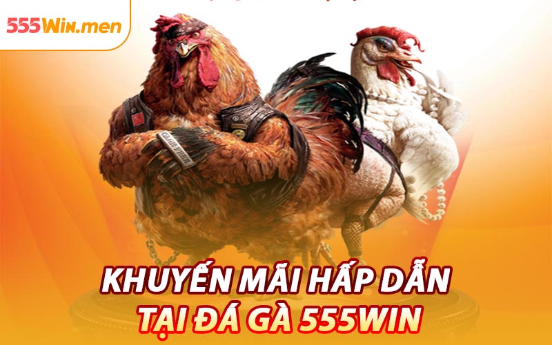 Khuyến Mãi Hấp Dẫn Tại Đá Gà 555win